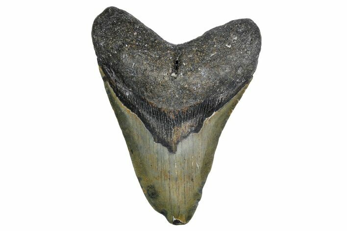 Fossil Megalodon Tooth - North Carolina #347112